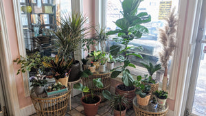 Plants