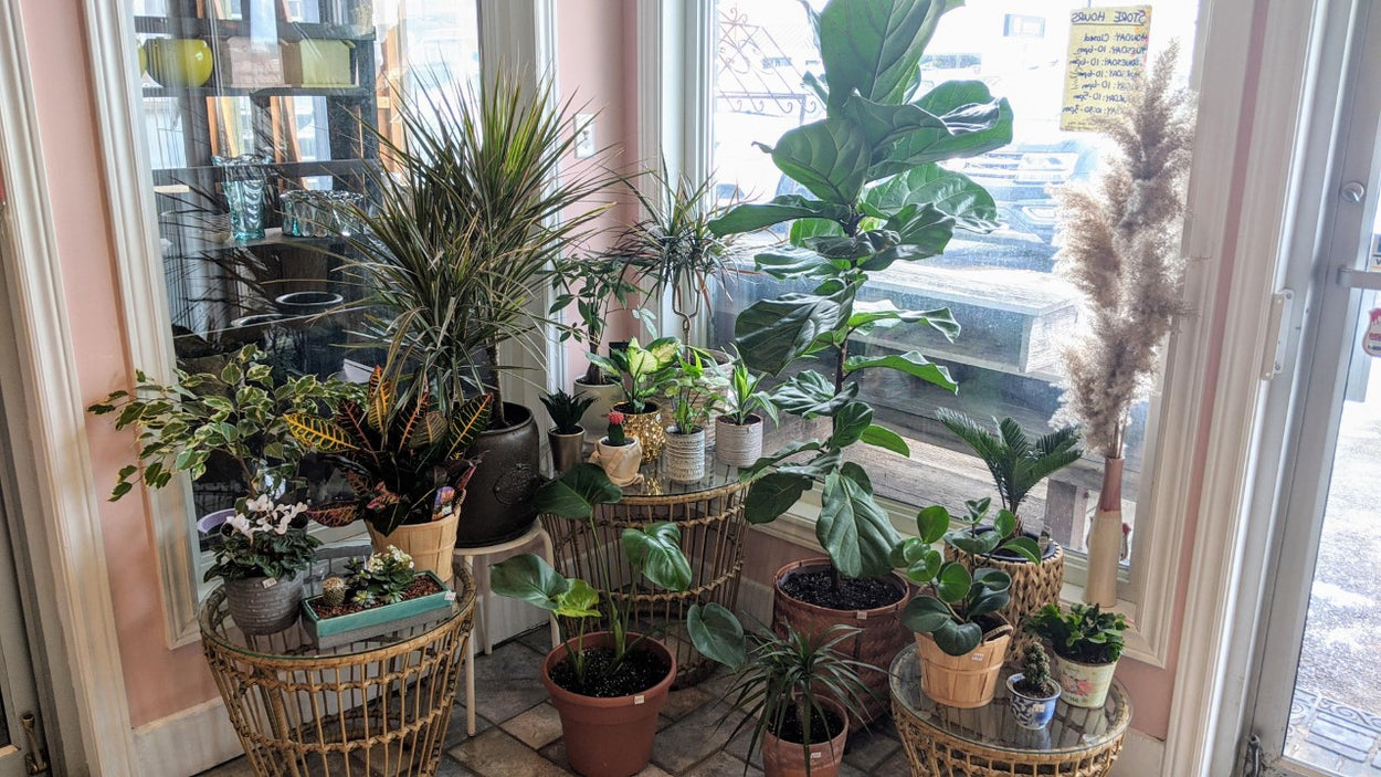 Plants