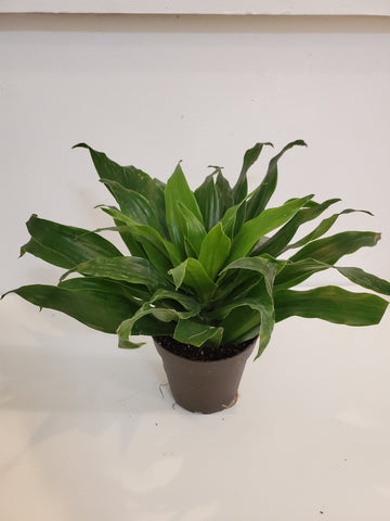 Dracaena