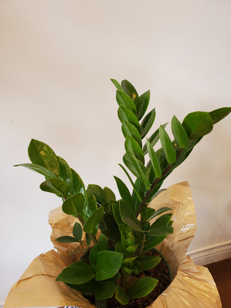 6" ZZ Plant