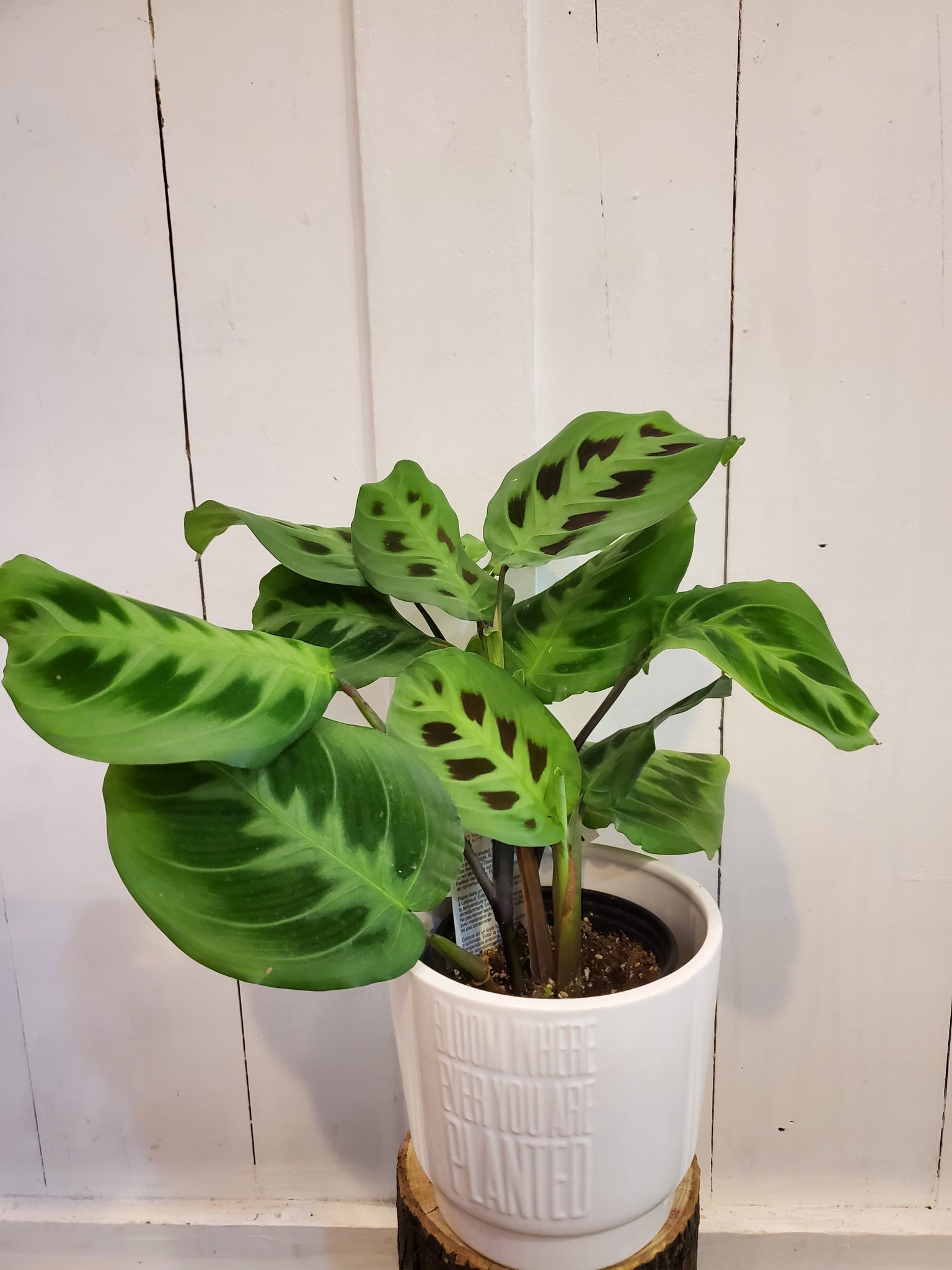 Rabbit Tracks Prayer Plant